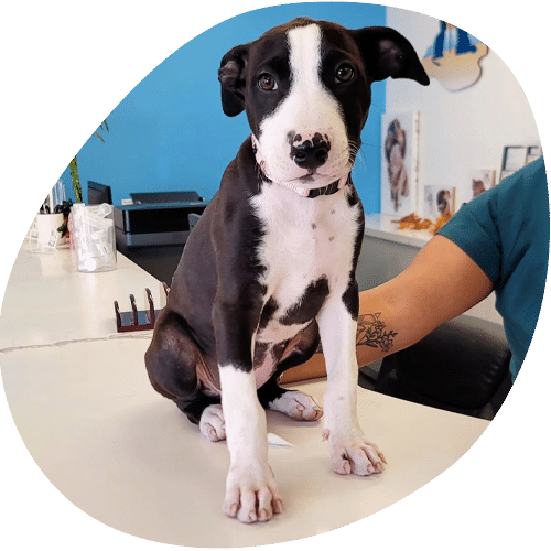 Black and white puppy sitting on vet examination table